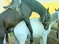 Horse Fuck Girl - Girl love her horse and fuck with him from the ...